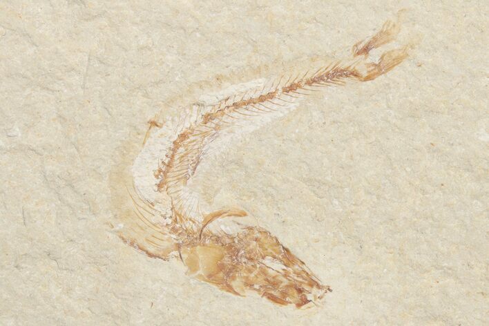 Small Cretaceous Fossil Fish - Lebanon (Back In Stock) - Photo 1